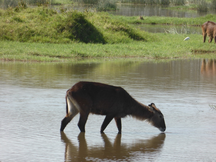 Lake Nakuru waterbock