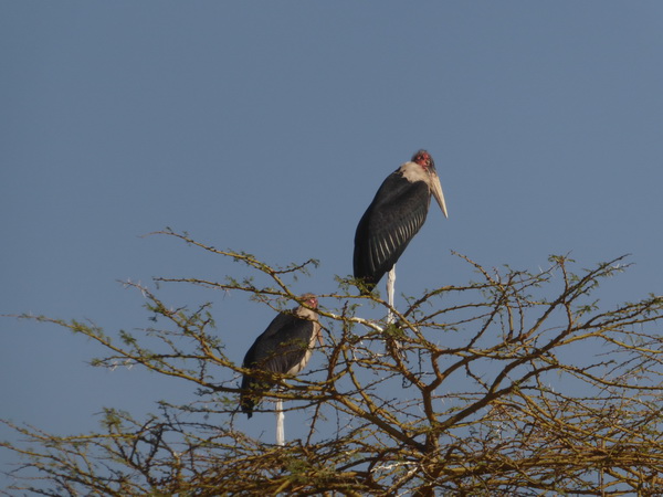 Lake Nakuru marabu Stork