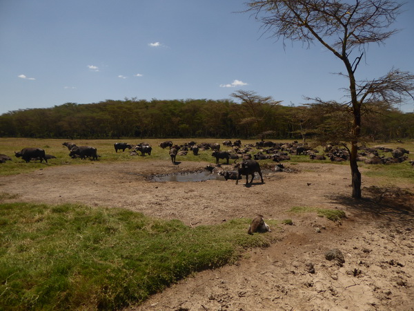 Lake Nakuru Buffaloherd