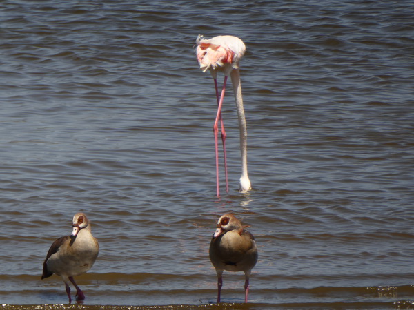 Lake Nakuru Flamingo