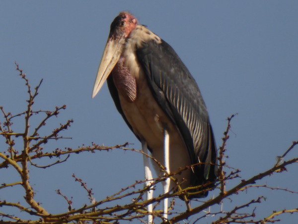 Lake Nakuru marabu Stork