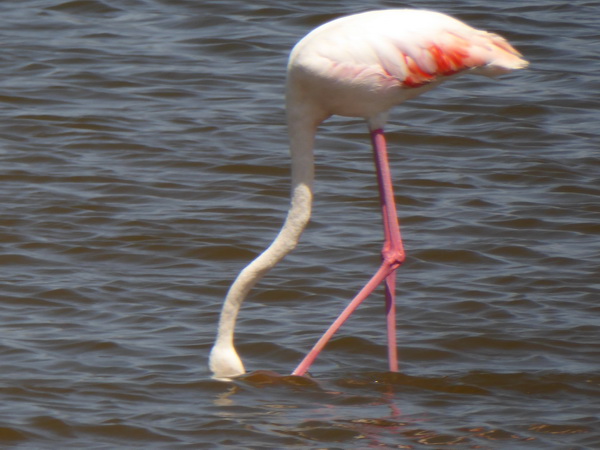 Lake Nakuru Flamingo