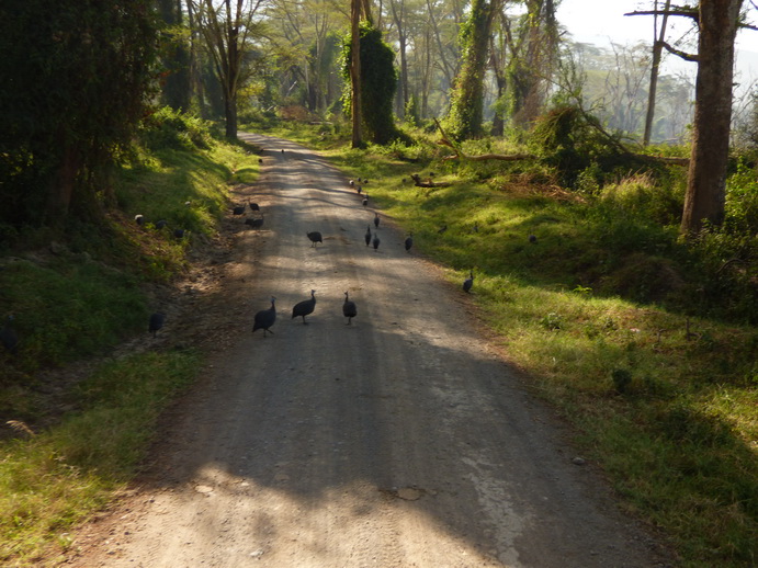 Lake Nakuru perlhühner