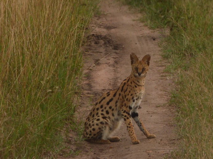 serval