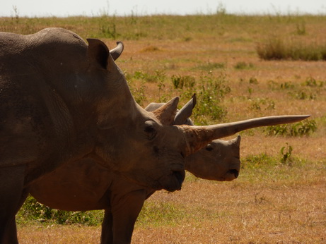 Solio RancH Woodlands Nashorn White Rhino Breitmaulnashorn 