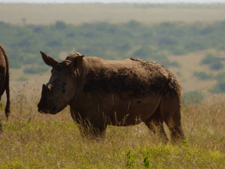 Nashorn 