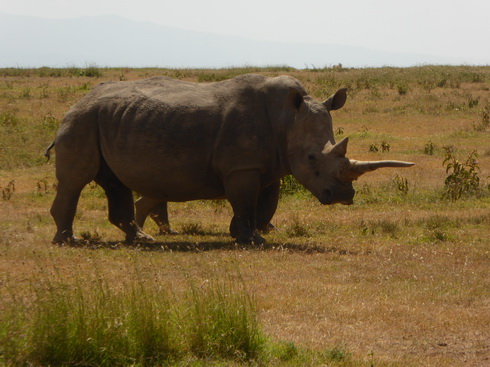 Solio RancH  Solio RancH Woodlands Nashorn White Rhino Breitmaulnashorn 