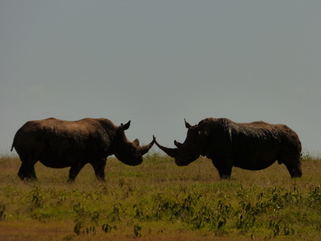 Solio RancH solio Ranch Rhino