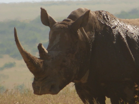 solio Ranch Rhino