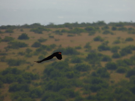 Solio RancH Flycatcher