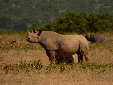 Solio RancH Woodlands Nashorn 