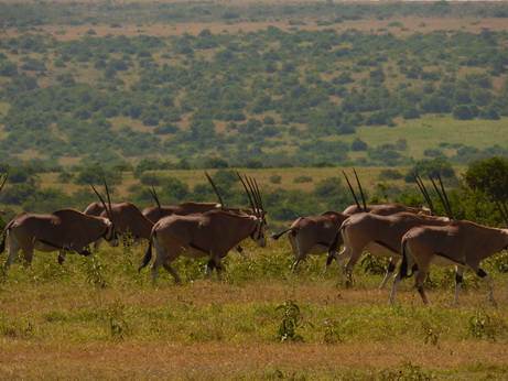 Solio RancH Woodlands Nashorn 