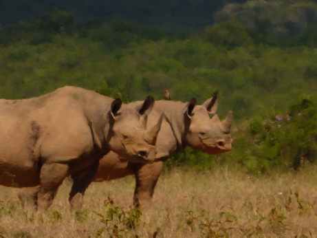 Solio RancH Nashorn Blackrhino Spitzmaulnashorn 