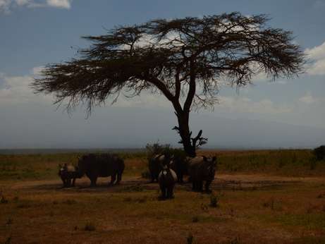 Solio RancH Woodlands Nashorn White Rhino Breitmaulnashorn 