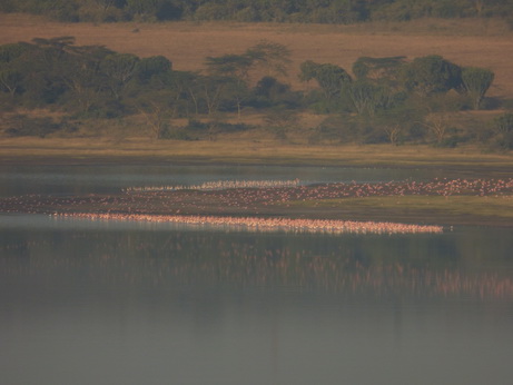 Flamingos