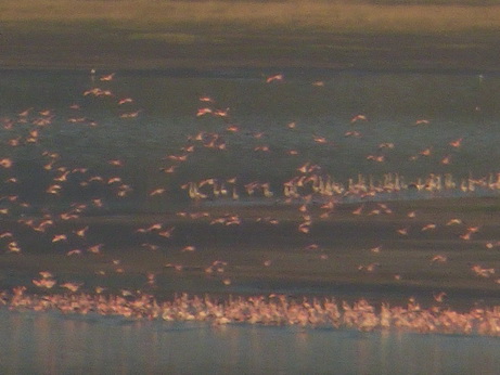 Sunbird Lodge   Lake Elementaita   Kenia   Flamingos