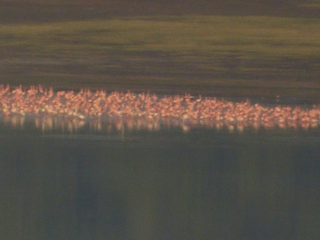 Sunbird Lodge   Lake Elementaita   Kenia   Flamingos