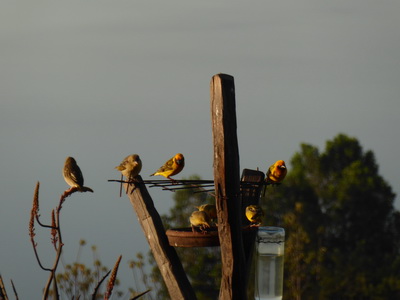 Sunbird Lodge   Lake Elementaita   Kenia   