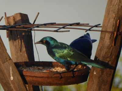   Sunbird Lodge   Lake Elementaita   Kenia   Sunbird Lodge  Lake Elementaita  Kenia   