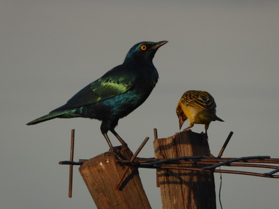   Sunbird Lodge   Lake Elementaita   Kenia   Sunbird Lodge  Lake Elementaita  Kenia   