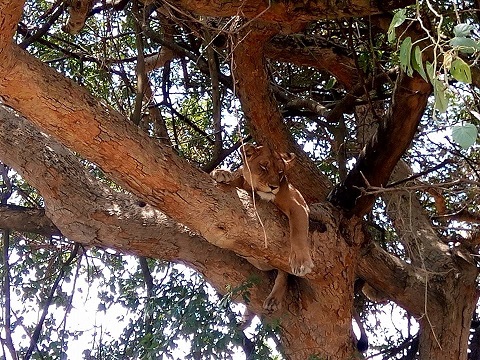 treeklion