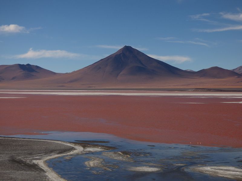 Flamencos Flamingos Laguna verde