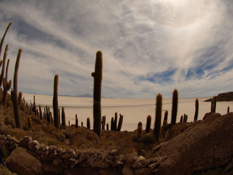   Isla de Pescado Isla Incahuasi  12 m+1200 Jahre alte Kakteen Uyuni Reserva del Salar IncahuasiIsla de Pescado Isla Incahuasi  12 m+1200 Jahre alte Kakteen Uyuni Reserva del Salar Incahuasi