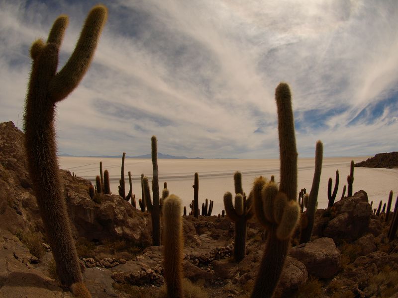   Isla de Pescado Isla Incahuasi  12 m+1200 Jahre alte Kakteen Uyuni Reserva del Salar IncahuasiIsla de Pescado Isla Incahuasi  12 m+1200 Jahre alte Kakteen Uyuni Reserva del Salar Incahuasi