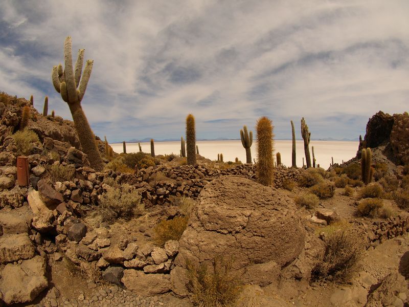   Isla de Pescado Isla Incahuasi  12 m+1200 Jahre alte Kakteen Uyuni Reserva del Salar IncahuasiIsla de Pescado Isla Incahuasi  12 m+1200 Jahre alte Kakteen Uyuni Reserva del Salar Incahuasi