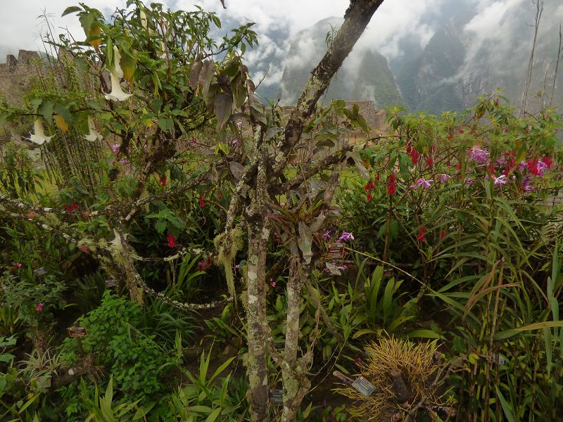 Valle Sagrado  Machu Picchu Huayna Picchu Trumpet tree