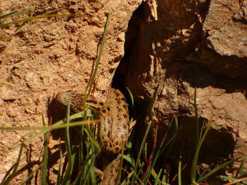 Copacabana  Lago Titicaca Titicacasee  Isla del Sol Isla de Luna Schlange Serpentina Serpiente