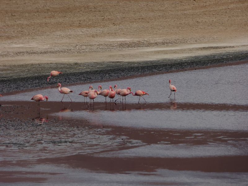 Laguna campina Bolivien Uyuni 4x4 Salzsee Saltlake  Termas de Polques Flamencos Flamingos