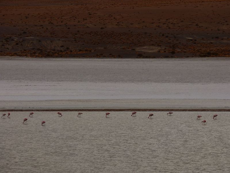 Laguna campina Bolivien Uyuni 4x4 Salzsee Saltlake  Termas de Polques Flamencos Flamingos