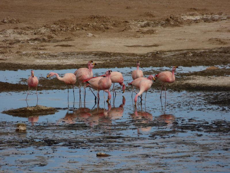 Laguna campina Bolivien Uyuni 4x4 Salzsee Saltlake  Termas de Polques Flamencos Flamingos