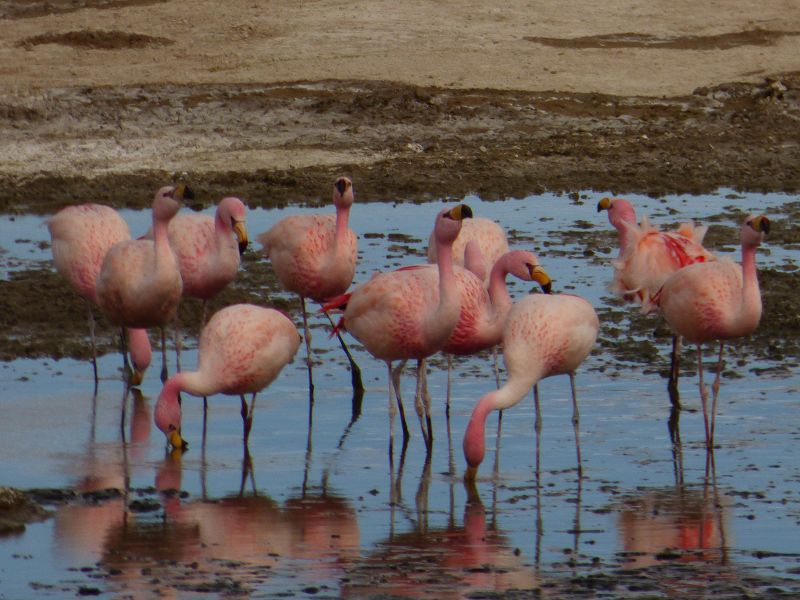 Laguna campina Bolivien Uyuni 4x4 Salzsee Saltlake  Termas de Polques Flamencos Flamingos