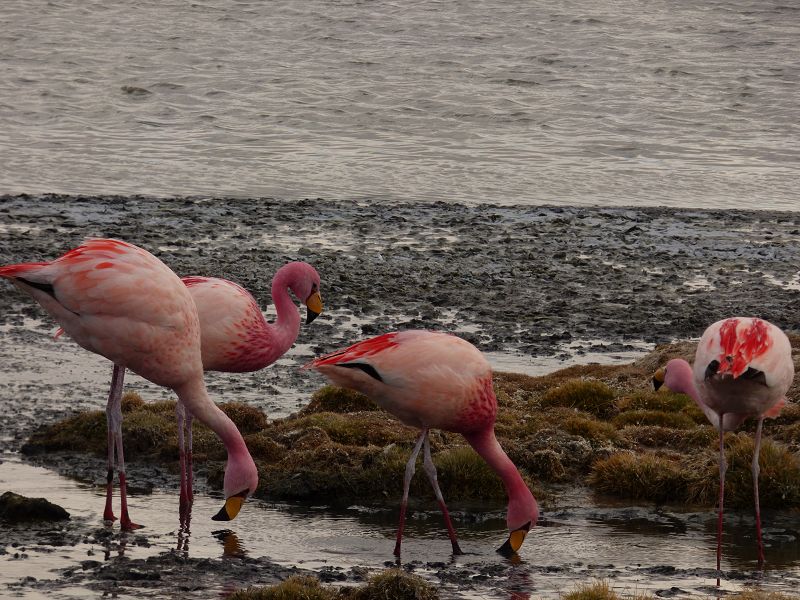 Laguna campina Bolivien Uyuni 4x4 Salzsee Saltlake  Termas de Polques Flamencos Flamingos