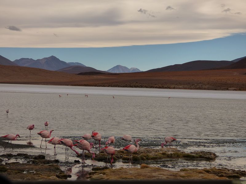 Laguna campina Bolivien Uyuni 4x4 Salzsee Saltlake  Termas de Polques Flamencos Flamingos