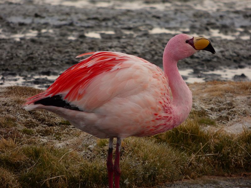Laguna verde  Bolivien Uyuni 4x4 Salzsee Saltlake Dali Desierto Flamencos Flamingos
