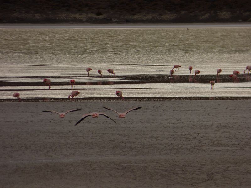 Laguna verde  Bolivien Uyuni 4x4 Salzsee Saltlake Dali Desierto Flamencos Flamingos