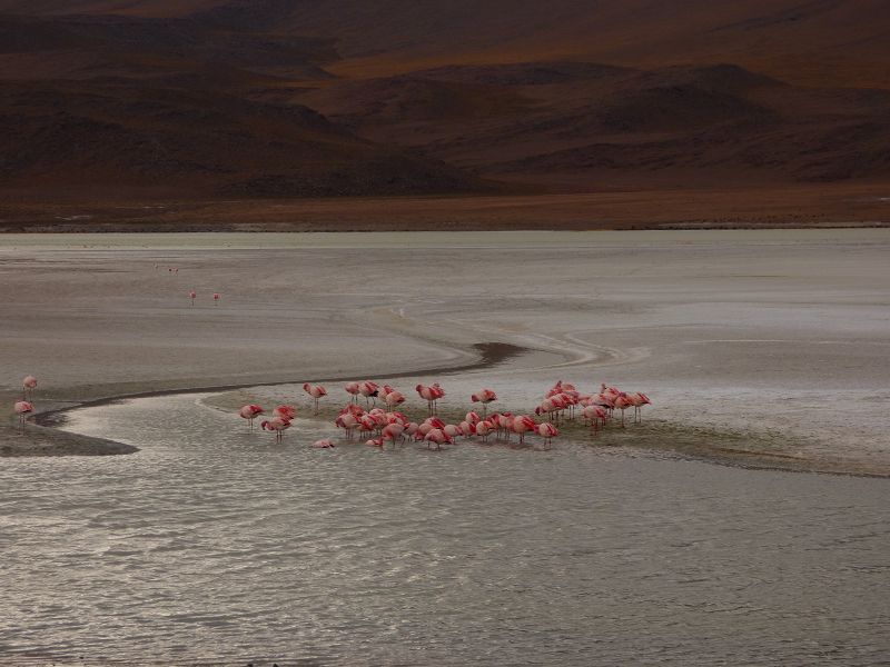 Laguna verde Bolivien Uyuni 4x4 Salzsee Saltlake  Termas de Polques Flamencos Flamingos