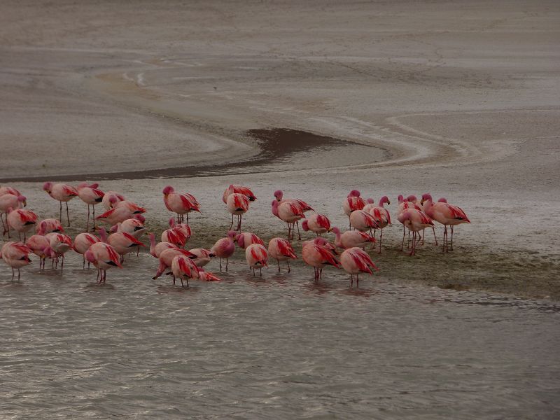 Laguna verde Bolivien Uyuni 4x4 Salzsee Saltlake  Termas de Polques Flamencos Flamingos