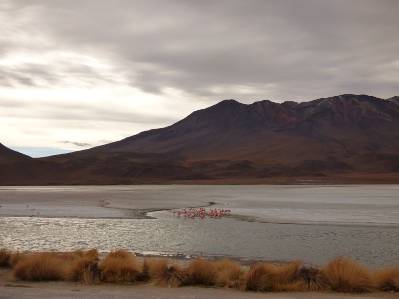 Laguna verde Bolivien Uyuni 4x4 Salzsee Saltlake  Termas de Polques Flamencos Flamingos