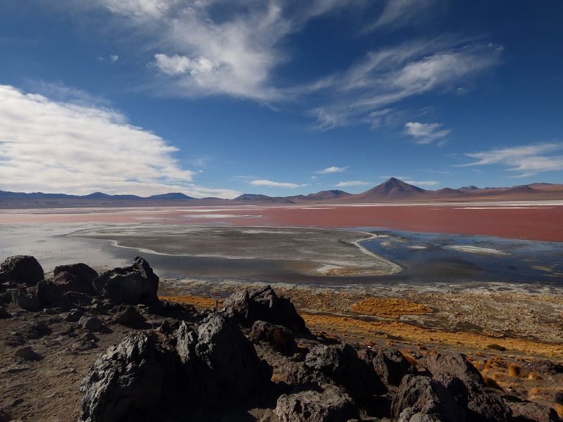 Flamencos Flamingos Laguna verde