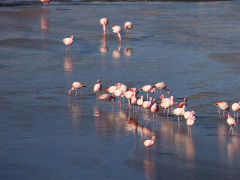 Flamencos Flamingos Laguna verde