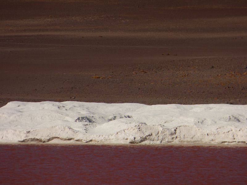 Flamencos Flamingos Laguna verde