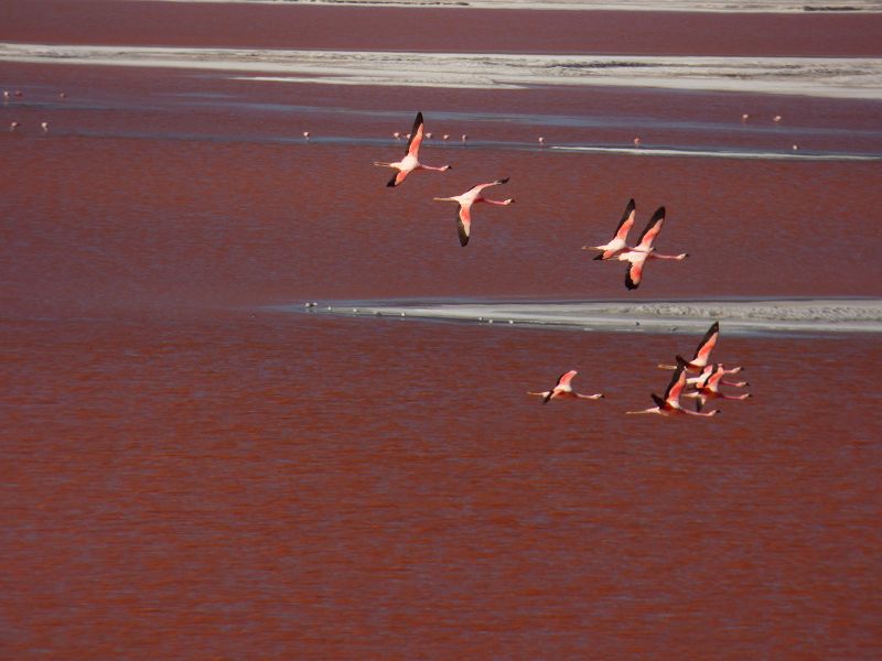 Flamencos Flamingos Laguna verde