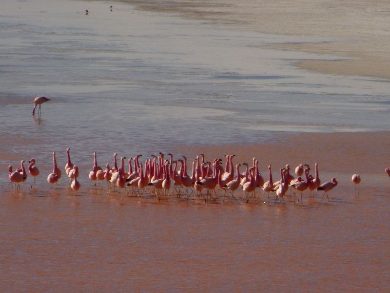 Flamencos Flamingos Laguna verde