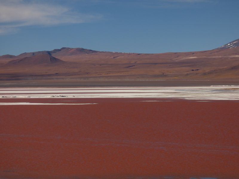 Flamencos Flamingos Laguna verde