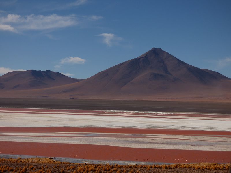 Flamencos Flamingos Laguna verde