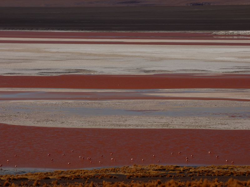 Flamencos Flamingos Laguna verde